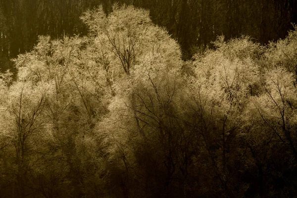 Frostbedeckter Wald Winter — Stockfoto