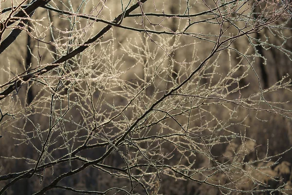 Mrazem Pokrytý Les Zimě — Stock fotografie