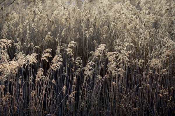 Floresta Coberta Geada Inverno — Fotografia de Stock