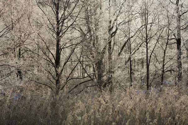 Frostbedeckter Wald Winter — Stockfoto