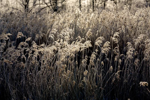 Vorst Bedekt Bos Winter — Stockfoto