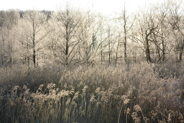 Frosttäckt Skog Vintern — Stockfoto