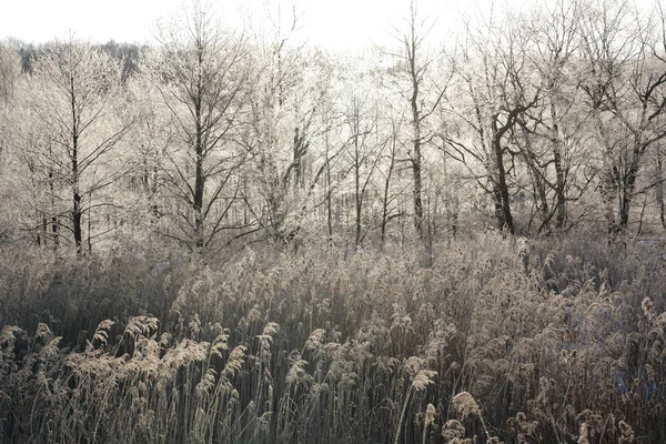 Vorst Bedekt Bos Winter — Stockfoto