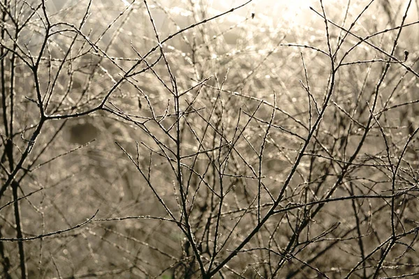 Forêt Gelée Hiver — Photo