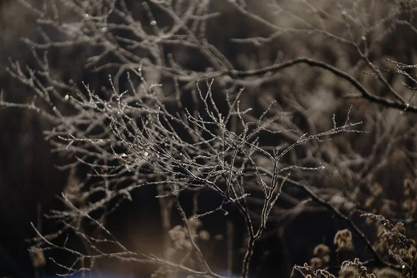 Las Pokryty Mrozem Zimą — Zdjęcie stockowe