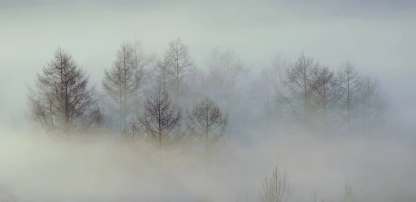 Frost Rauch Winter Hokkaido — Stockfoto