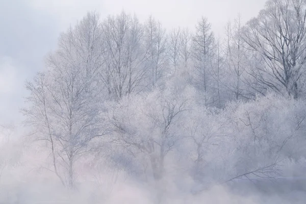 Frost Omfattas Träd Vinter — Stockfoto