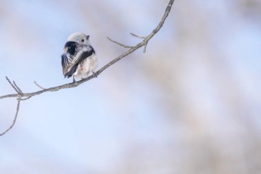 long tailed tit in winter