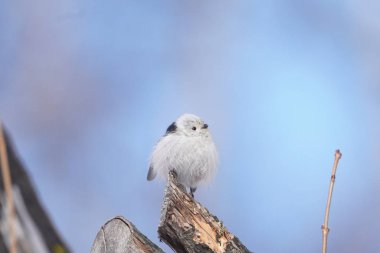 long tailed tit in winter