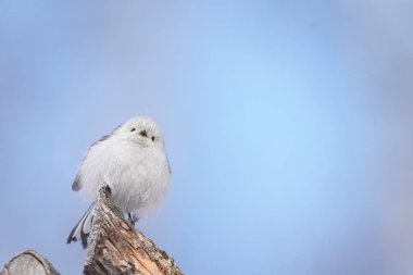 long tailed tit in winter