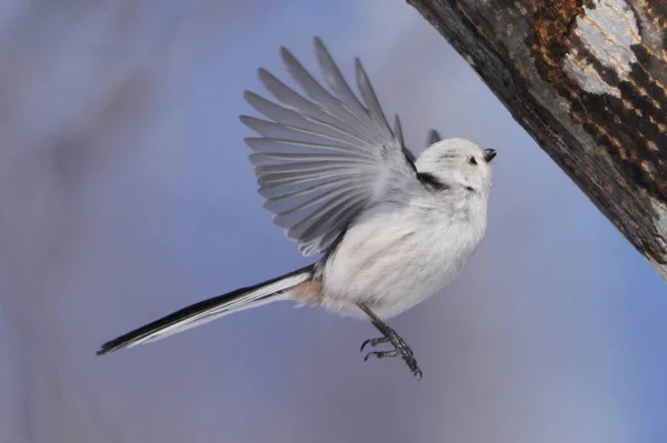 Long Tailed Tit Winter — 스톡 사진