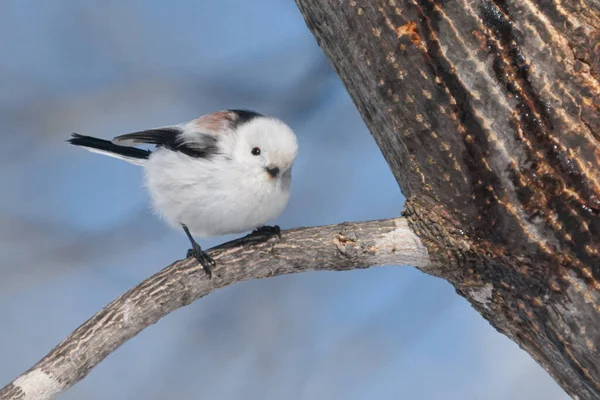 Langschwanzmeise Winter — Stockfoto