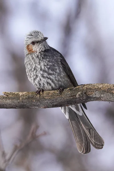 Braun Gepflegtes Bulbul Hokkaido — Stockfoto