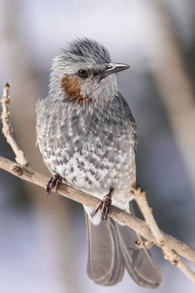 Braun Gepflegtes Bulbul Hokkaido — Stockfoto