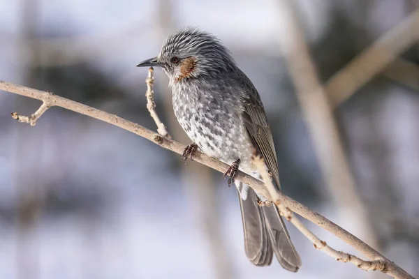 Bulbul Marrón Cuidado Hokkaido — Foto de Stock