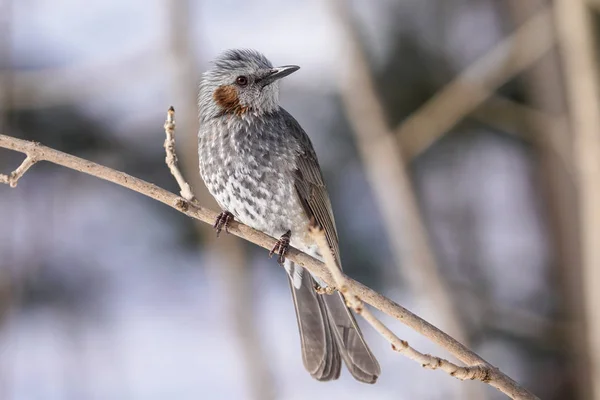 Braun Gepflegtes Bulbul Hokkaido — Stockfoto