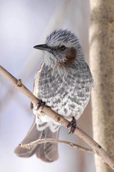 Braun Gepflegtes Bulbul Hokkaido — Stockfoto