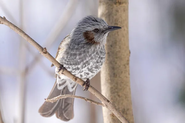 Braun Gepflegtes Bulbul Hokkaido — Stockfoto