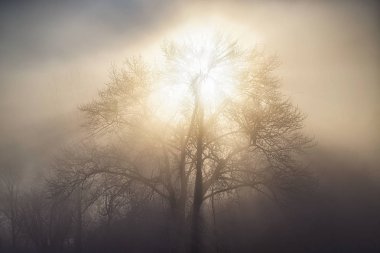 big tree in ice fog
