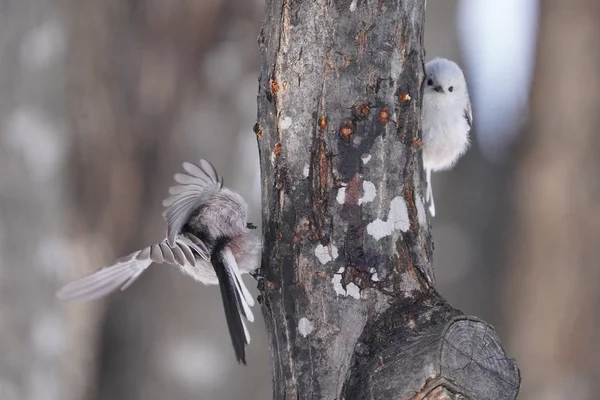 Long Tailed Tit Winter — Stock Photo, Image