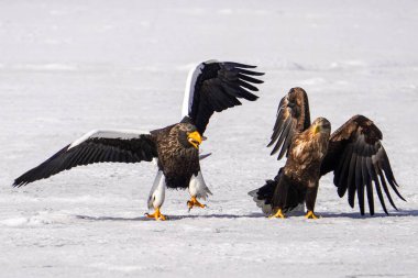 Kuyruklu kartal ve Steller 'ın deniz kartalı.