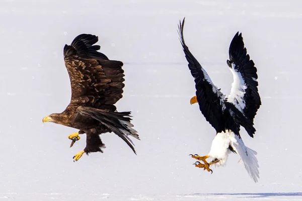 Whtie Tailed Eagle Steller Sea Eagle — Stock Photo, Image