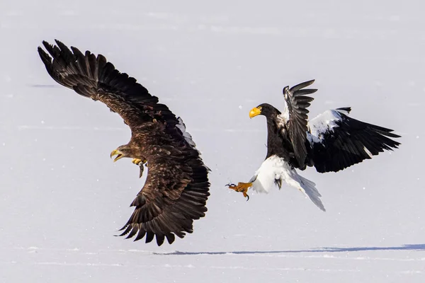 Whtie Tailed Örn Och Stellers Havsörn — Stockfoto