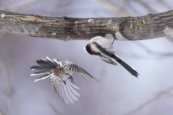 Long Tailed Tit Winter — Stok fotoğraf