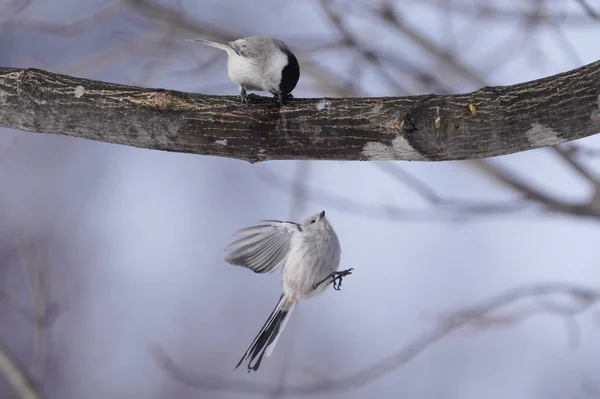 Long Tailed Tit Winter — 스톡 사진