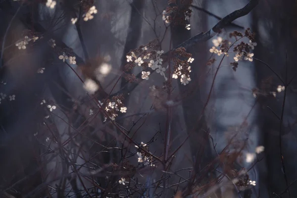 Wild Flowers Winter Hokkaido — Stock Photo, Image