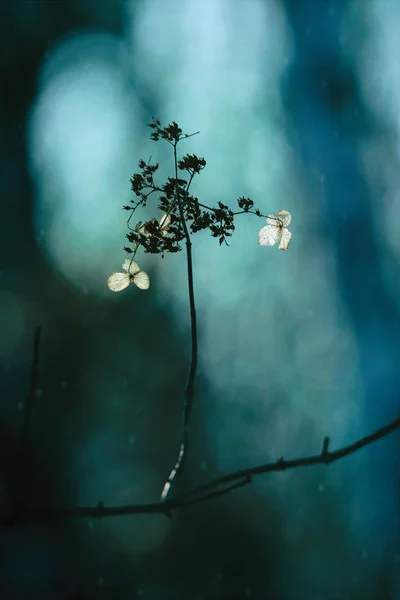 Wild Flowers Winter Hokkaido — Stock Photo, Image