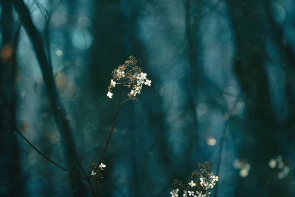 Fleurs Sauvages Hiver Hokkaido — Photo