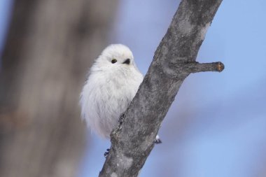 Kış hokkaido 'sunda uzun kuyruklu meme