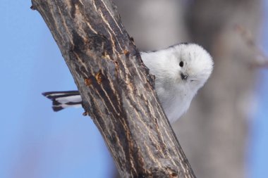 Kış hokkaido 'sunda uzun kuyruklu meme