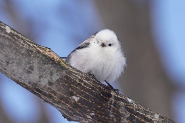 Kış hokkaido 'sunda uzun kuyruklu meme