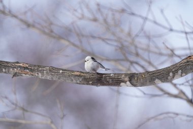 Kış hokkaido 'sunda uzun kuyruklu meme