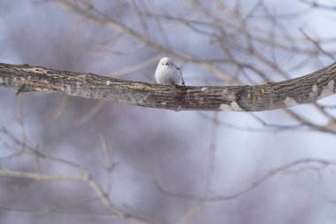 Kış hokkaido 'sunda uzun kuyruklu meme