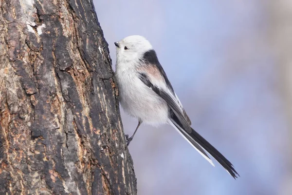 Langschwanzmeise Winter Hokkaido — Stockfoto