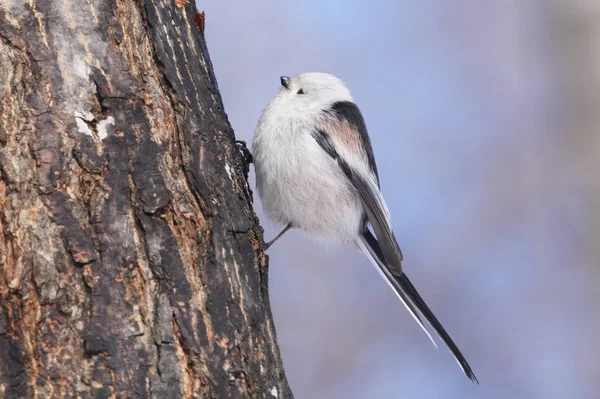 Hosszú Farkú Mell Télen Hokkaido — Stock Fotó