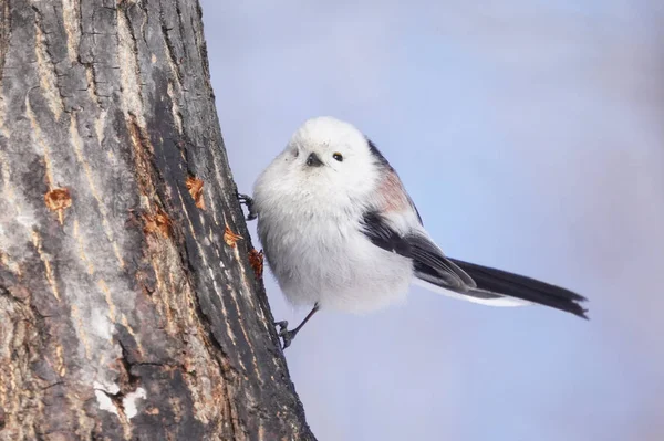 Teta Cauda Longa Inverno Hokkaido — Fotografia de Stock