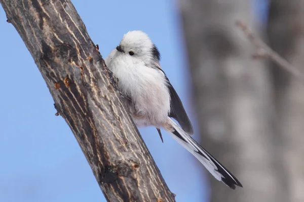 Longue Queue Seins Hiver Hokkaido — Photo