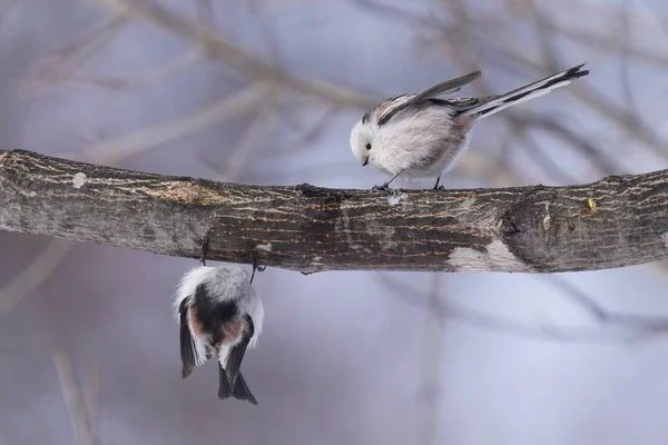 Kış Hokkaido Sunda Uzun Kuyruklu Meme — Stok fotoğraf