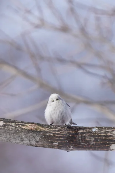 冬北海道的长尾山雀 — 图库照片