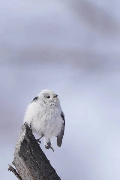 冬北海道的长尾山雀 — 图库照片