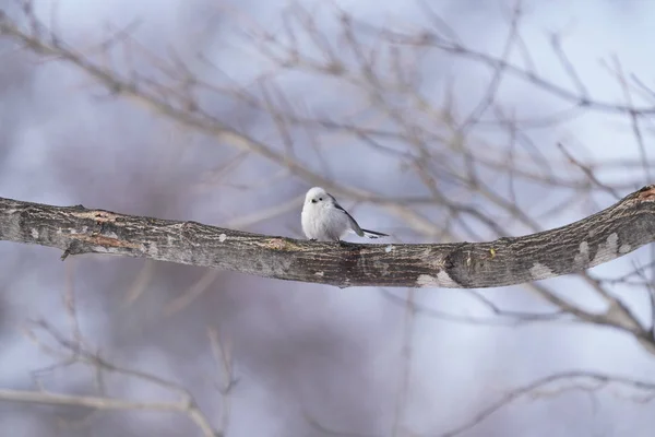 冬北海道的长尾山雀 — 图库照片