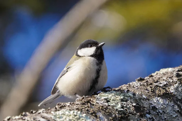 Japanese Tit Winter Hokkaido — 스톡 사진