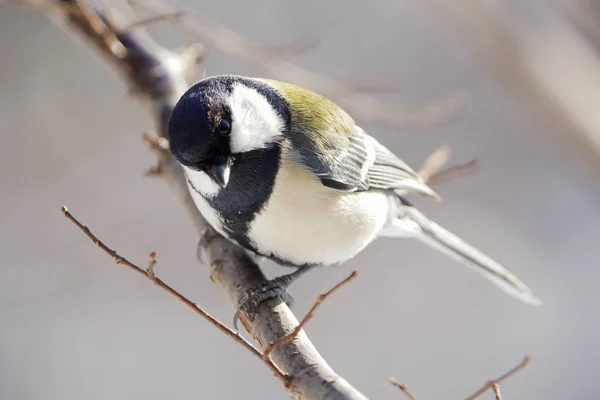 Japanese Tit Winter Hokkaido — 스톡 사진