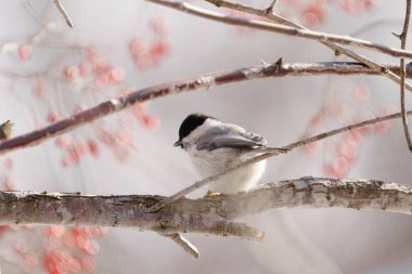 marsh tit in winter hokkaido