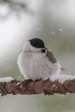 marsh tit in winter hokkaido