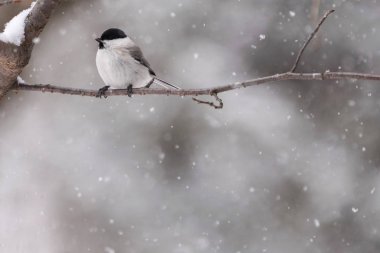 marsh tit in winter hokkaido